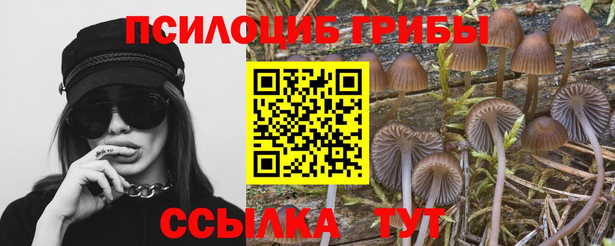 где найти наркотики  Псилоцибиновые грибы мицелий  Вход с VPN  Мытищи 